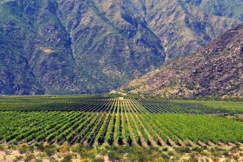 Vineyards